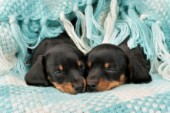 Dachshund Pups in Blue Woven Blanket (Variant 1) DP799A