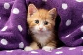 Kitten in Spotty Towel CK494