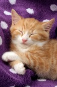Kitten Sleeping on Spotty Towel CK495