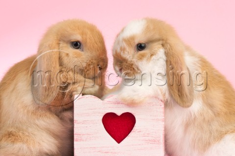 Rabbits  Heart EA563