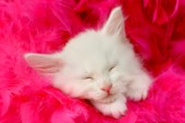Snugly Kitten CK503