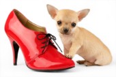 Chihuahua with Red Shoe