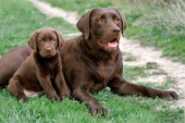 Chocolate Coloured Labradors