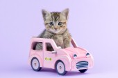 Kitten in Pink Car