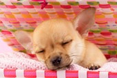 Sleeping Chihuahua