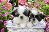 Two Shih-Tzu Puppies in Basket
