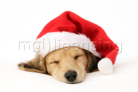 Sleeping Santa Puppy C597