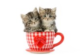 Kittens in Gingham Cup CK523