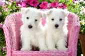 White Sitting Dogs DP909