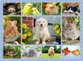 My First Pet Multipic