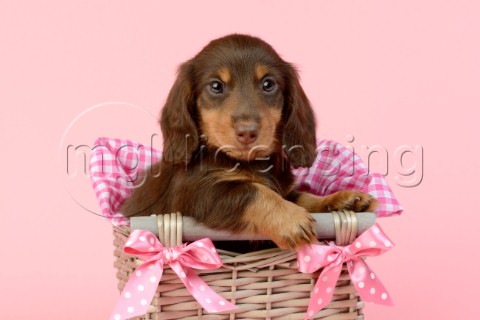 Dog in Pink Basket DP964