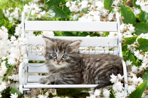 Grey Cat on Bench CK546