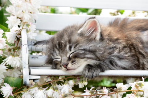Grey Cat Sleeping on Bench