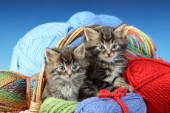 Kittens in Wool Basket