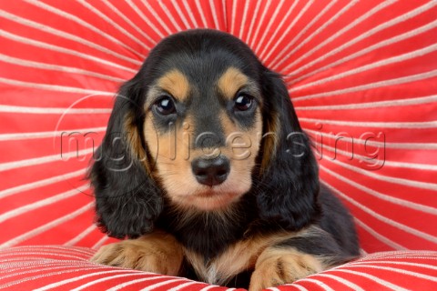 Dog with Red Background