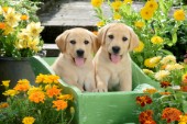 Two dogs in Flower Garden DP973