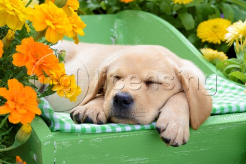 Sleeping Dog with FlowersDP974