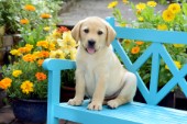 Dog on Blue Bench DP975