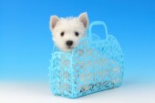 Dog inside plastic basket DP981