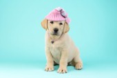 Dog with woollen hat DP995