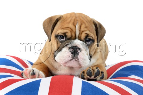 Bulldog British Cushion DP1006