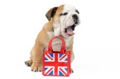 Bulldog British Bag (Variant 1)
