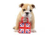 Bulldog British Bag