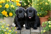 Black Puppies with Plants