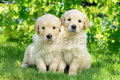 Two Dogs in Garden DP1016