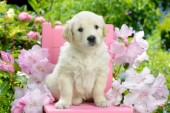 Dog on Pink Chair DP1018