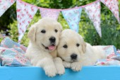 Dogs and Bunting DP1019