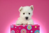 Dog and Pink Gift Box DP1029