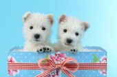 Two dogs in Gift Box DP1030