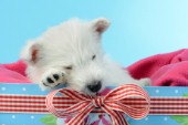 Dog in Blue Gift box DP1031
