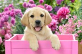 Labrador Puppy in Pink Box DP1036