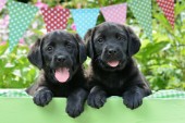 Black Dogs Bunting DP1037