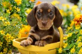 Puppy in Yellow Basket DP1040