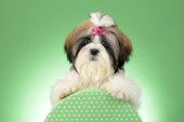 Dog with Green Background DP968