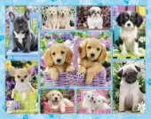 Puppy Multipic 2015