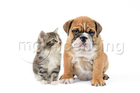 Bulldog Puppy with Kitten