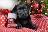 Christmas Labrador Puppy