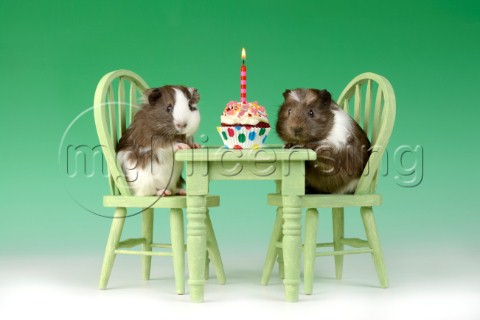 Birthday Guinea Pigs