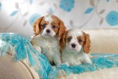 Two Cavalier Puppies