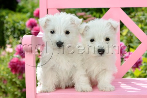 Two Westie Puppies