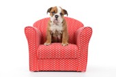 Bulldog Puppy Sitting in Chair