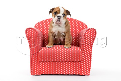 Bulldog Puppy Sitting in Chair