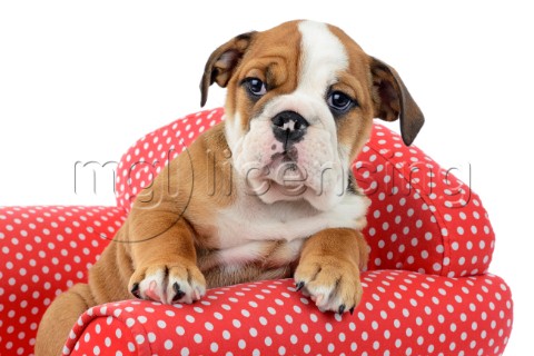 Bulldog Puppy Relaxing