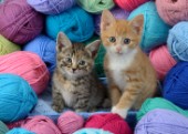 Two Kittens with Wool