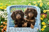 Two Dachshund Puppies
