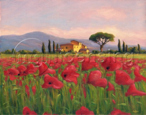 Tuscan evening poppies